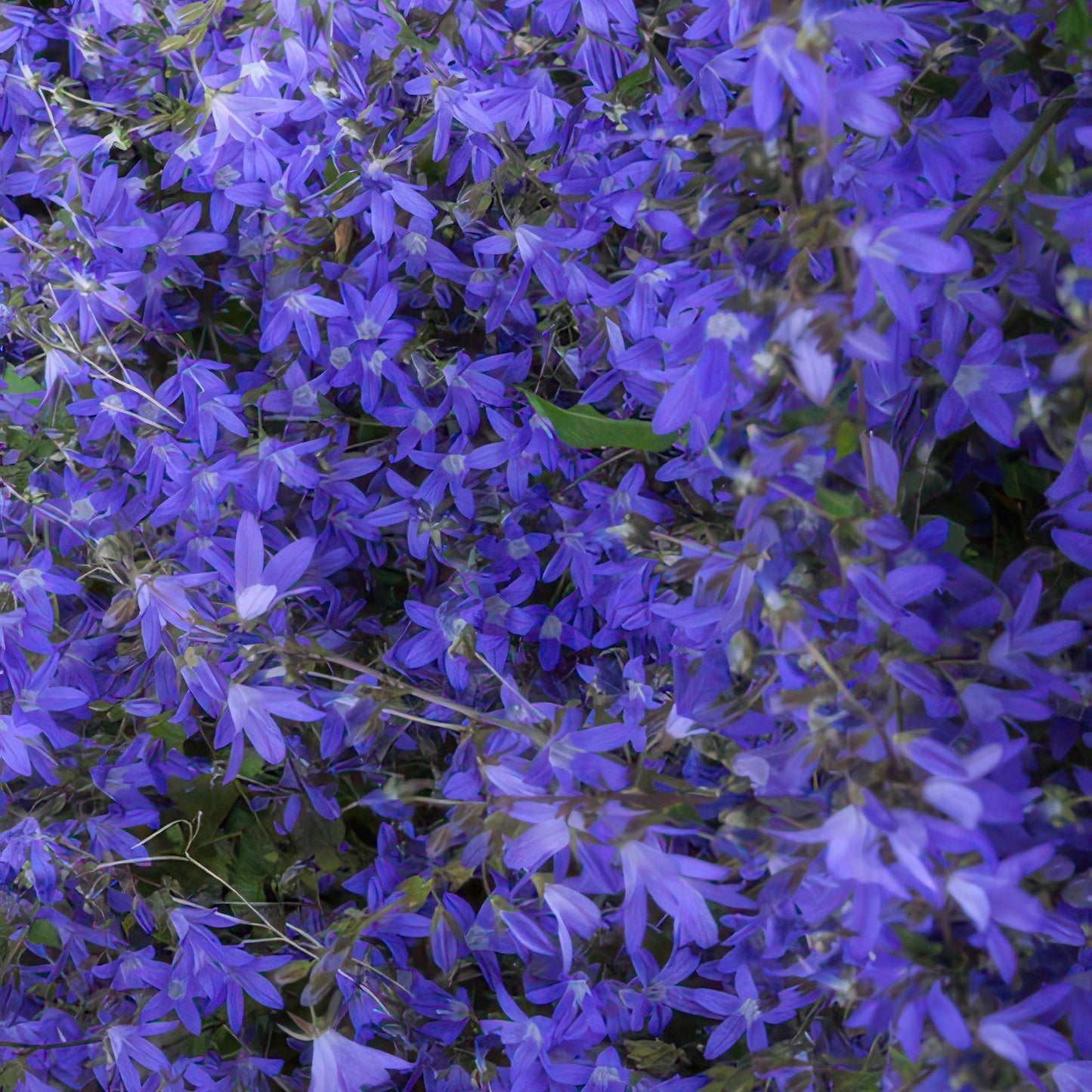 🌸 Campanula ‘Stella’ – Winterharde Bloeiende Bodembedekker (24 stuks)