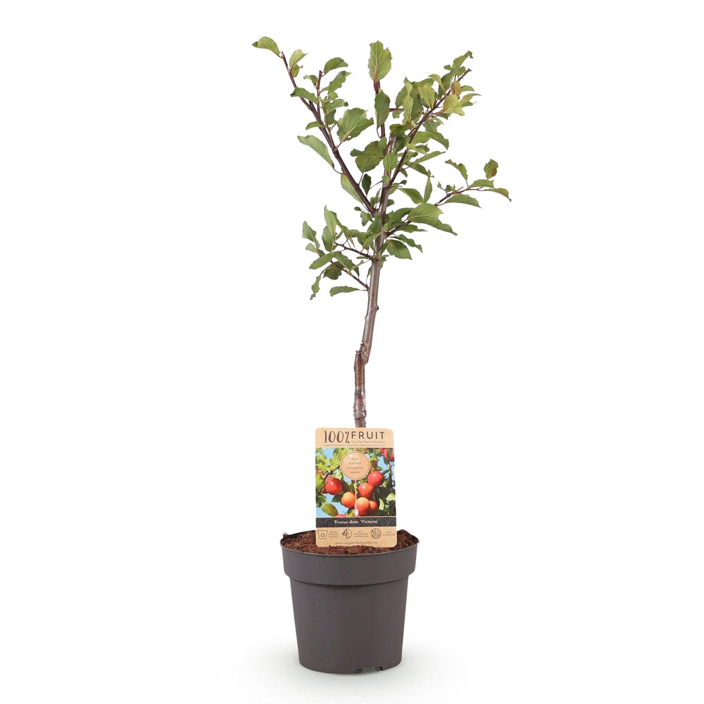 🌳 Prunus domestica ‘Victoria’ – Pruimenboom