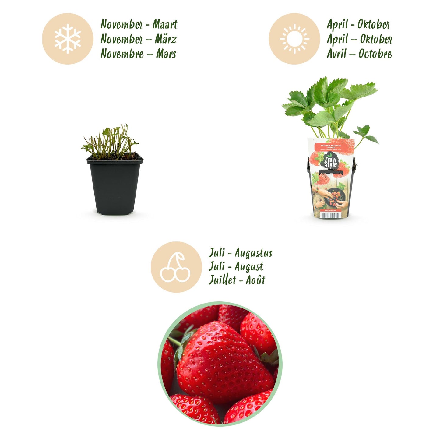 🍓 Fragaria ‘Elsanta’ – Aardbeiplant | (6 stuks)
