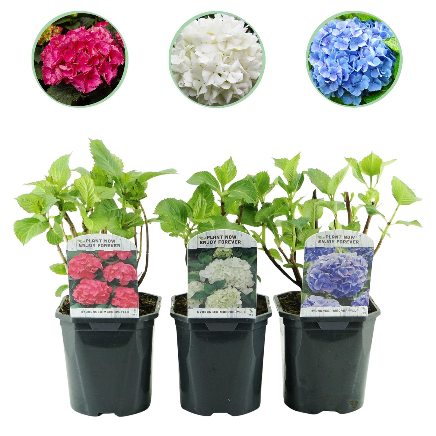 🌸 Hydrangea macrophylla ‘Tricolour’ – Hortensia (3 Stuks)