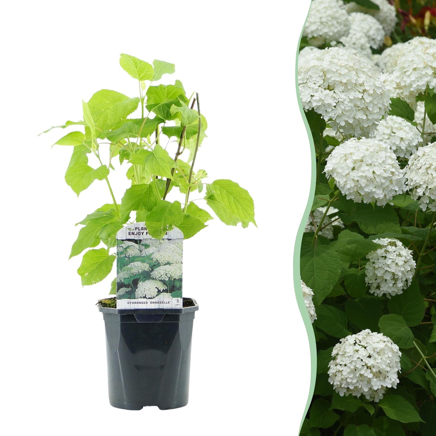 🤍 Hydrangea arborescens ‘Annabelle’ – Pluimhortensia