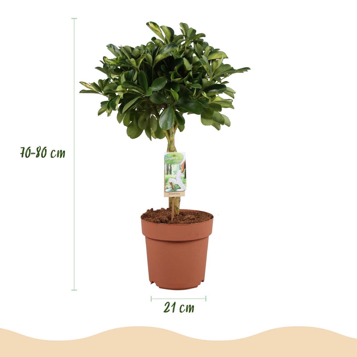🌿 Schefflera Gold Capella | Vingerboom met Witte Pot