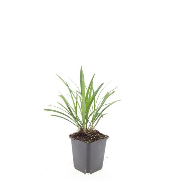 🌿 Liriope ‘Ingwersen’ – Wintergroene Bloeiende Bodembedekker (24 stuks)