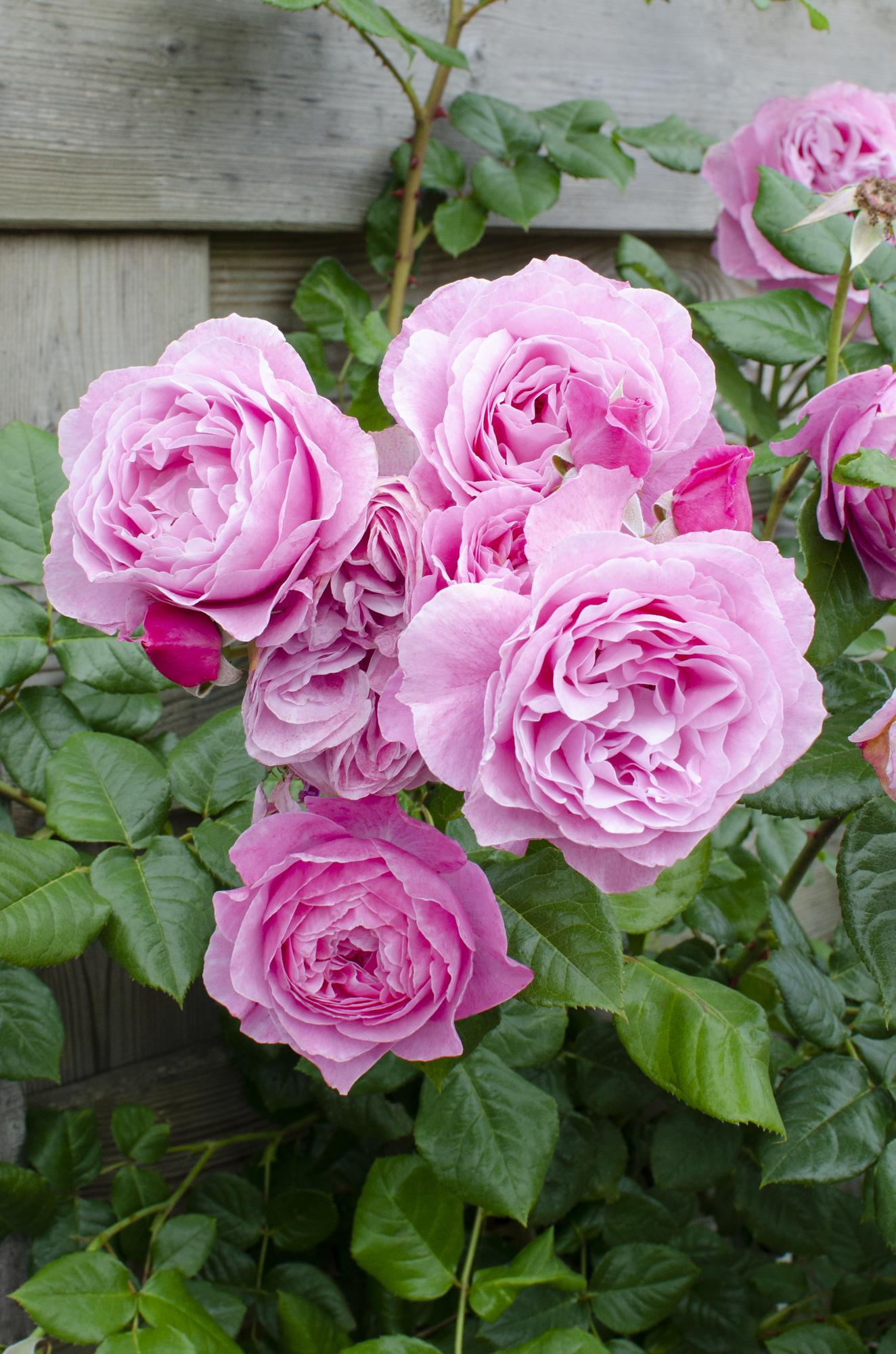 🌸 Rosa Crazy in Love ‘Pink’ – Roze Klimroos