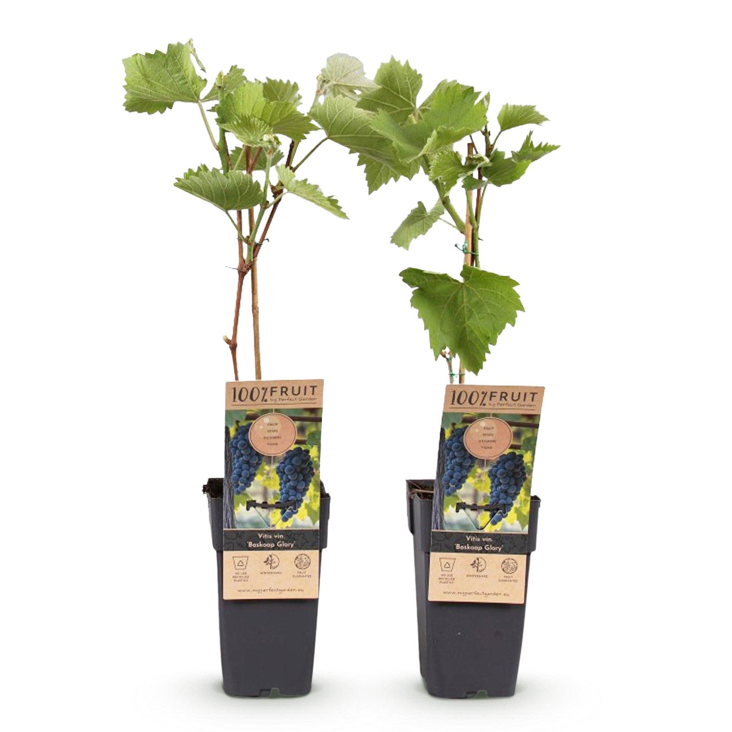 🍇 Vitis vinifera ‘Boskoop Glory’ – Blauwe Druif (2 Stuks)