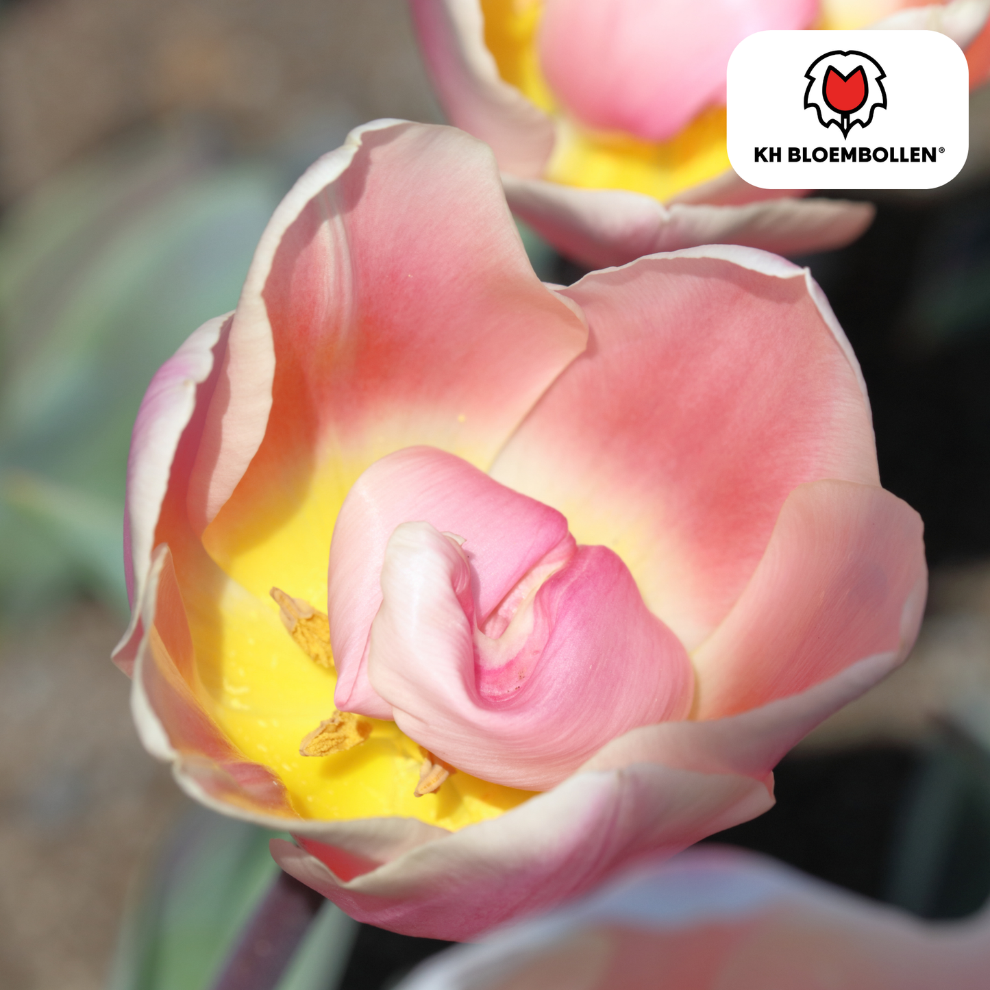 🌷 Tulpenbollen ‘Apricot Delight’ – Roze-Apricot Tulp (20 Stuks)