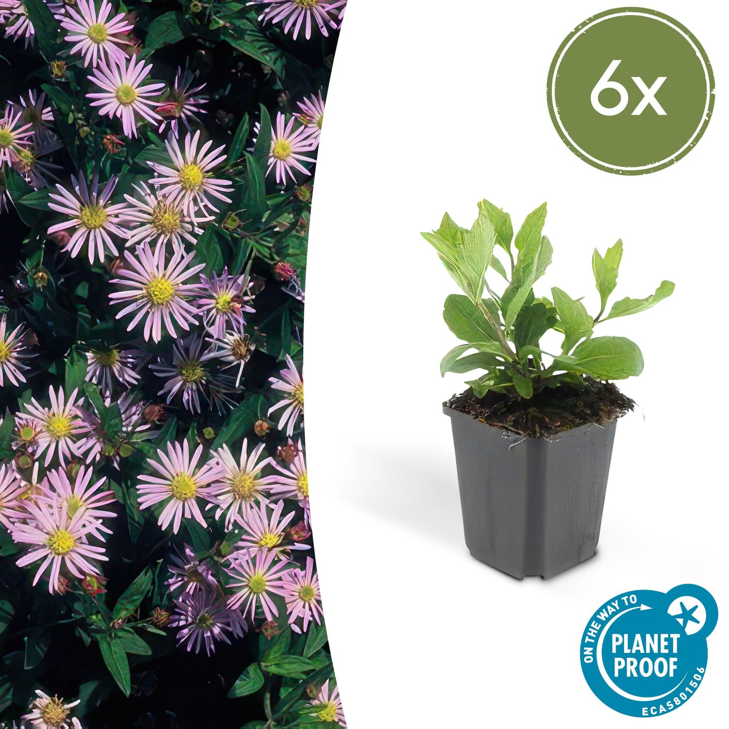🌸 Aster ageratoides ‘Asran’ – Herfstaster (6 Stuks)