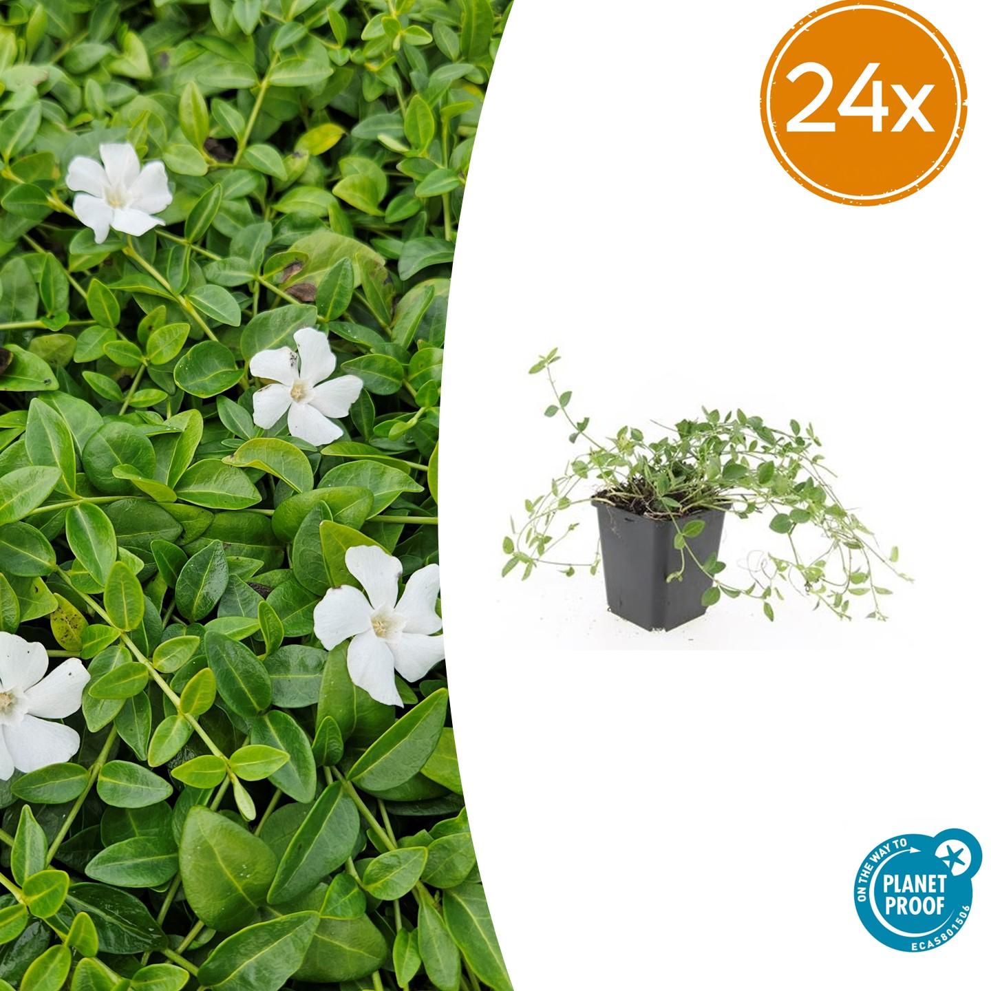 🌿 Vinca minor ‘Gertrude Jekyll’ – Winterharde Witte Bodembedekker (24 stuks)