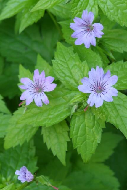 🌸 Geranium nodosum – Ooievaarsbek (6 Stuks)