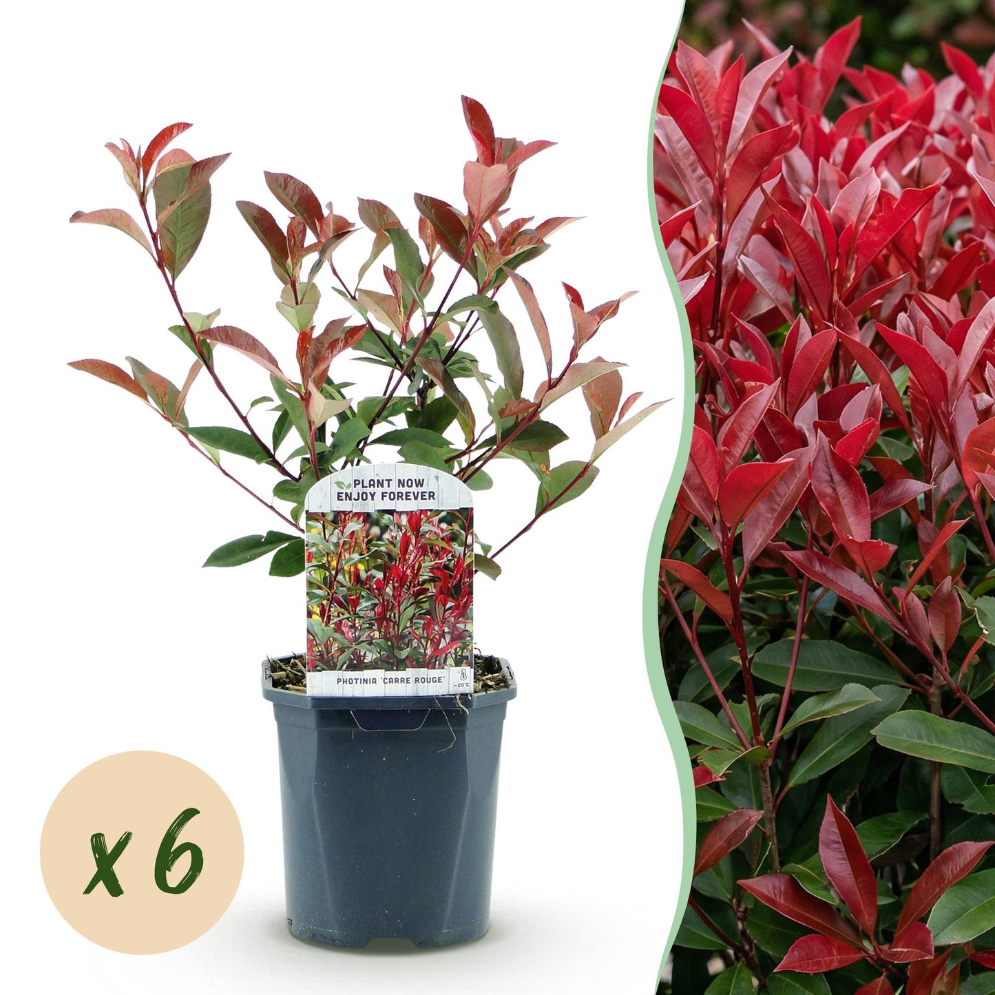 🌿 Photinia fraseri ‘Carré Rouge’ | Haagplant met Rood Blad (6 Stuks)