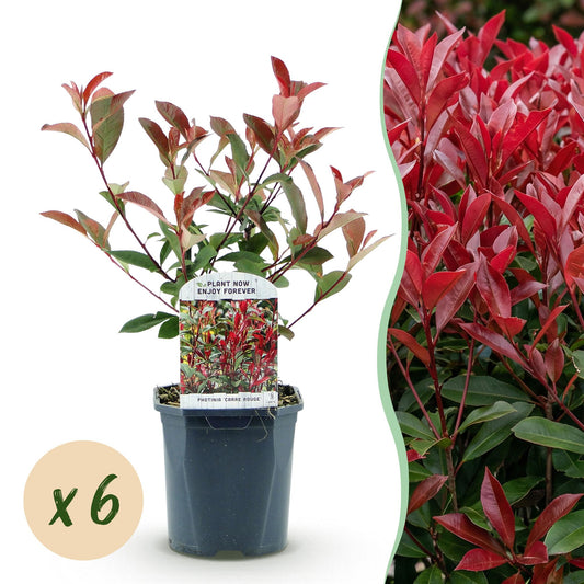 🌿 Photinia fraseri ‘Carré Rouge’ | Haagplant met Rood Blad (6 Stuks)