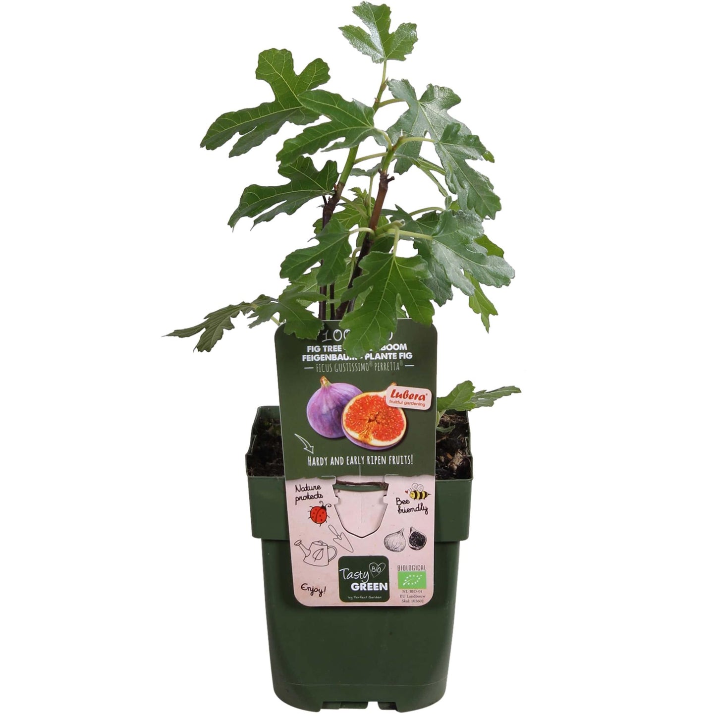 🌿 Ficus Gustissimo ‘Perretta’ – Kamerplant – Ø19 cm / Ø13 cm – ↕50 cm / 45 cm