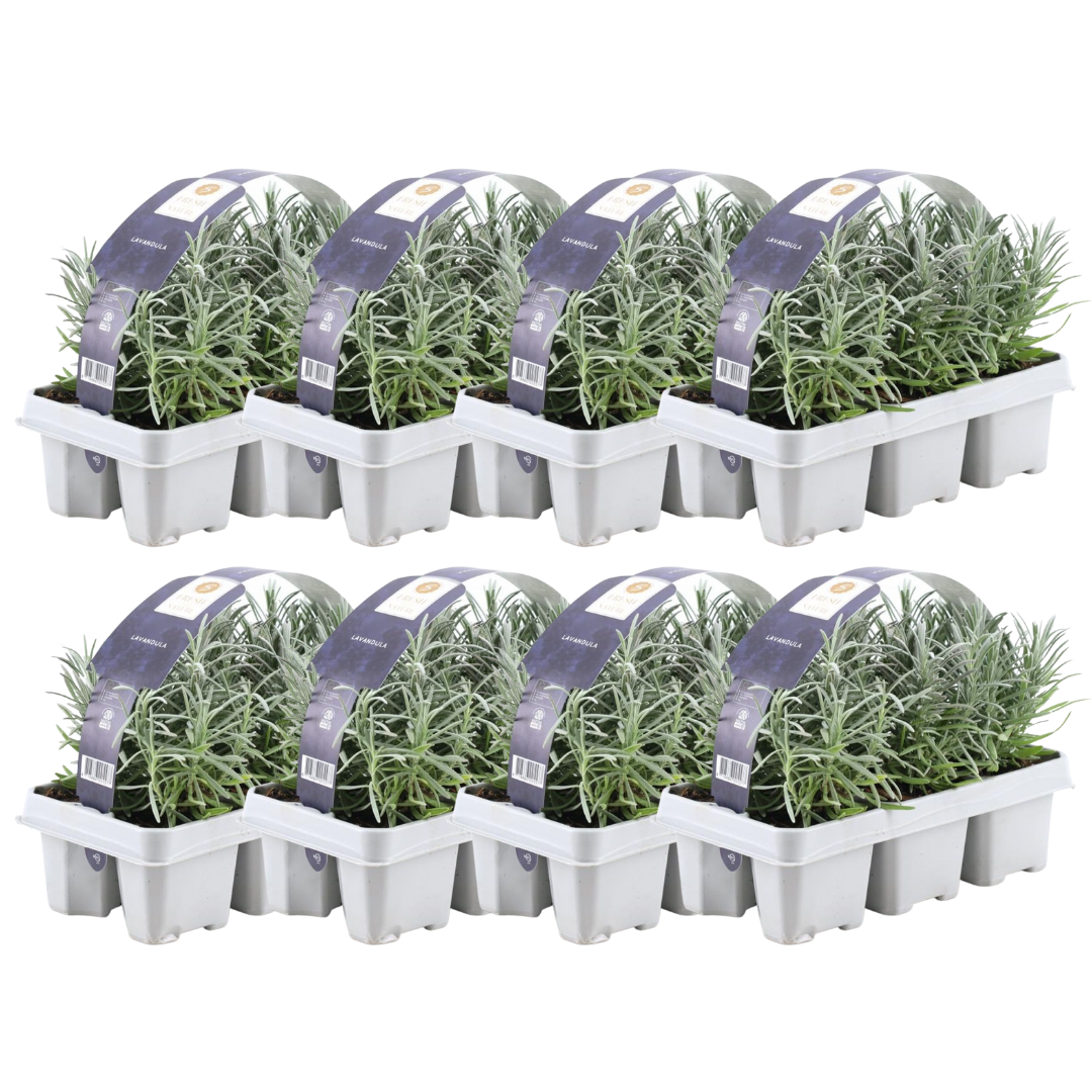 💜 Lavandula angustifolia – Lavendel Set | (48 stuks)