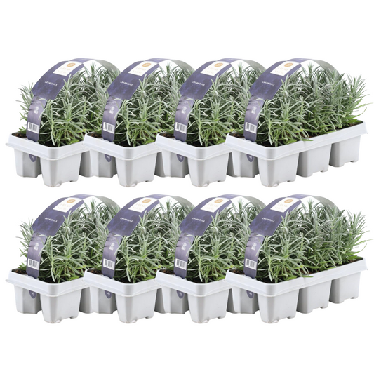 💜 Lavandula angustifolia – Lavendel Set | (48 stuks)