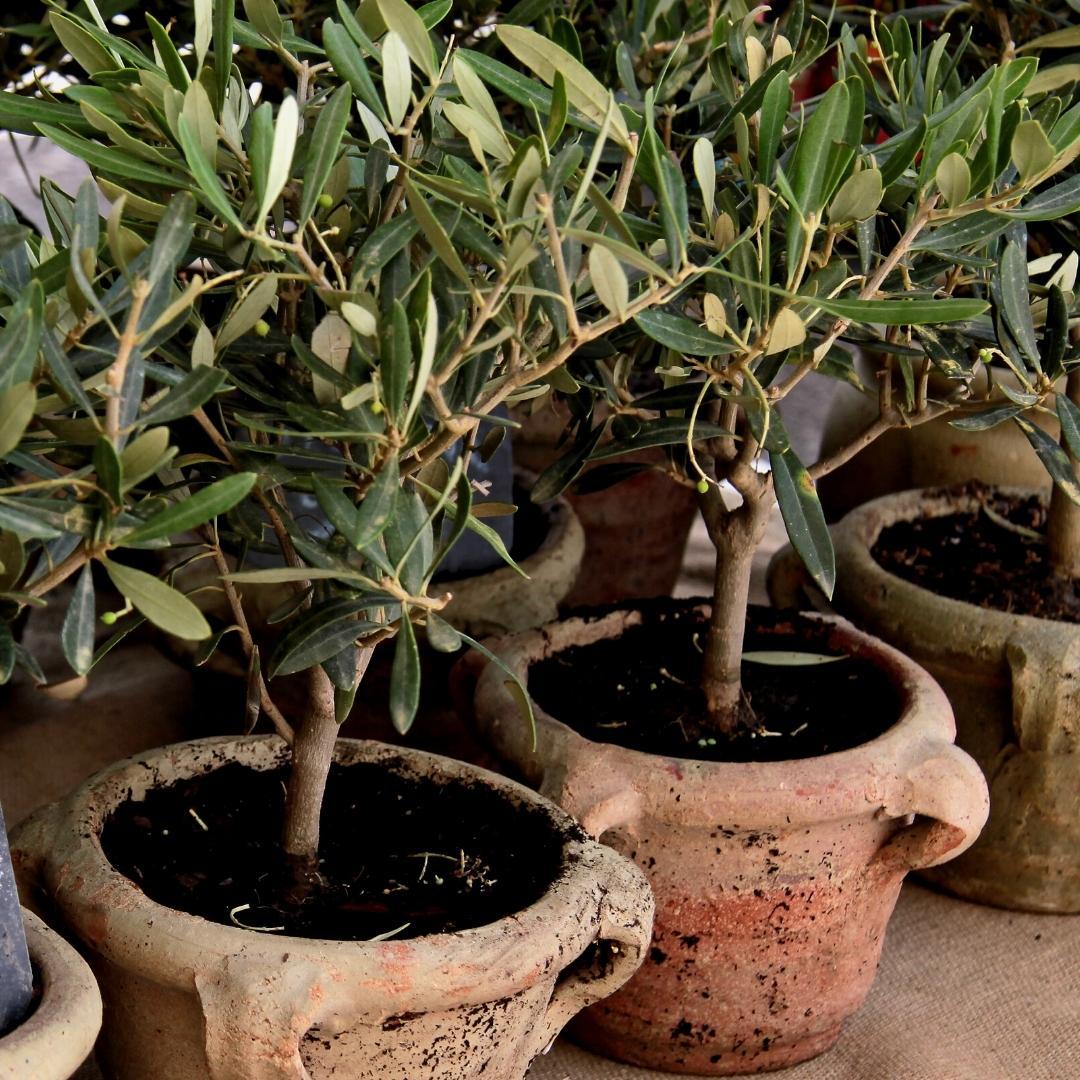 🌿 Culvita Mediterrane Potgrond 40L | Speciaal voor Olijf, Citrus & Palmen