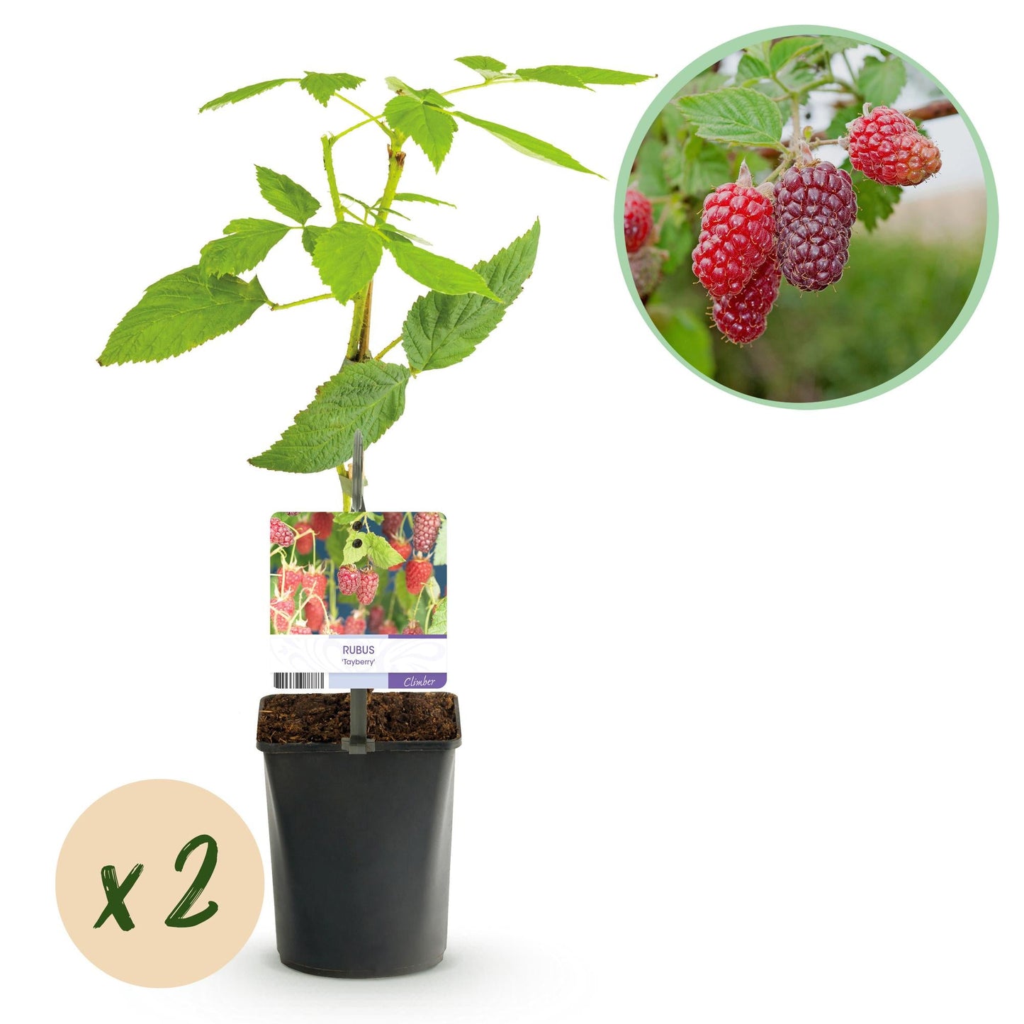 🍓 Rubus ‘Tayberry’ – Taybes (2 Stuks)