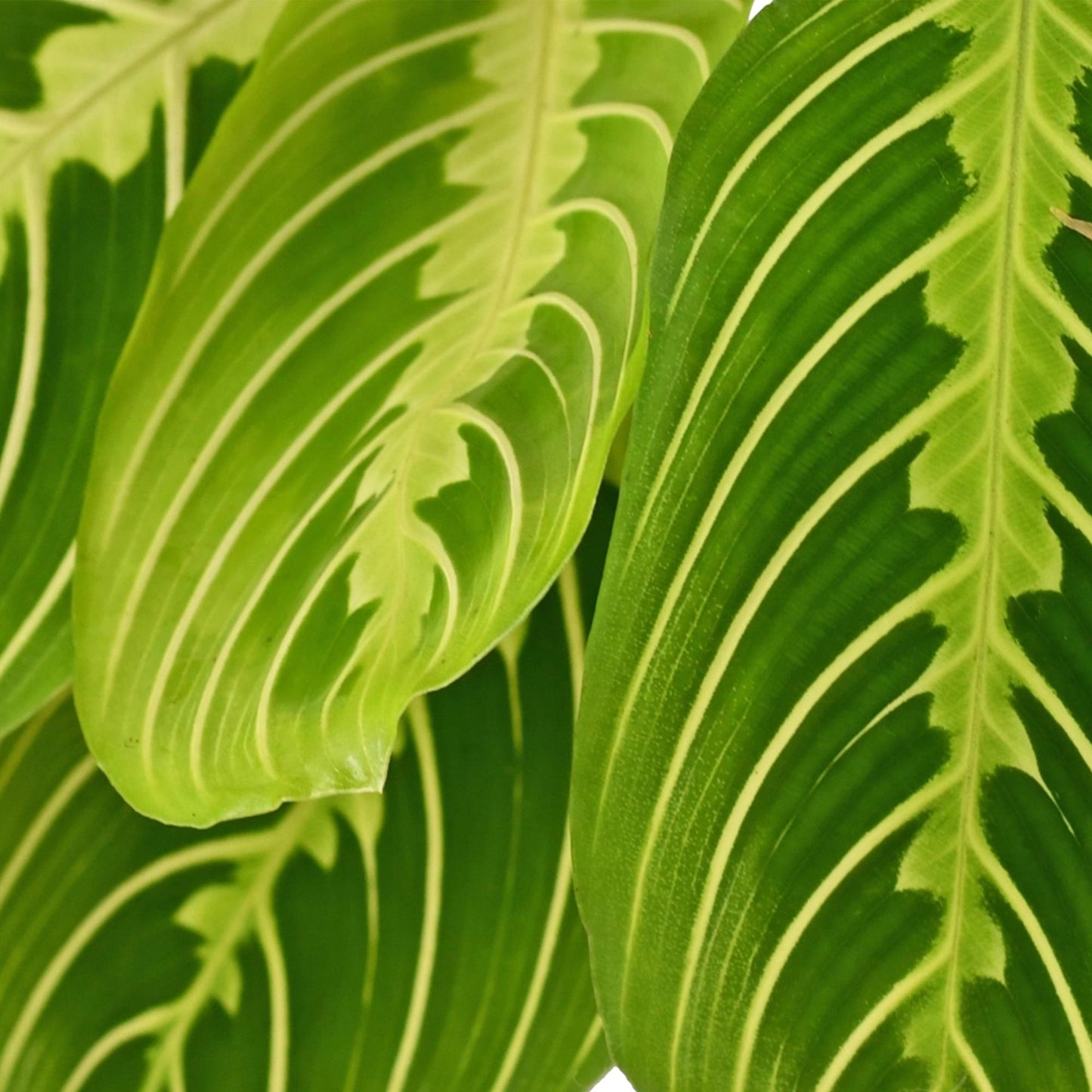 🌿 Maranta Lemon Lime | Diervriendelijke Gebedsplant met Witte Pot (2 stuks)