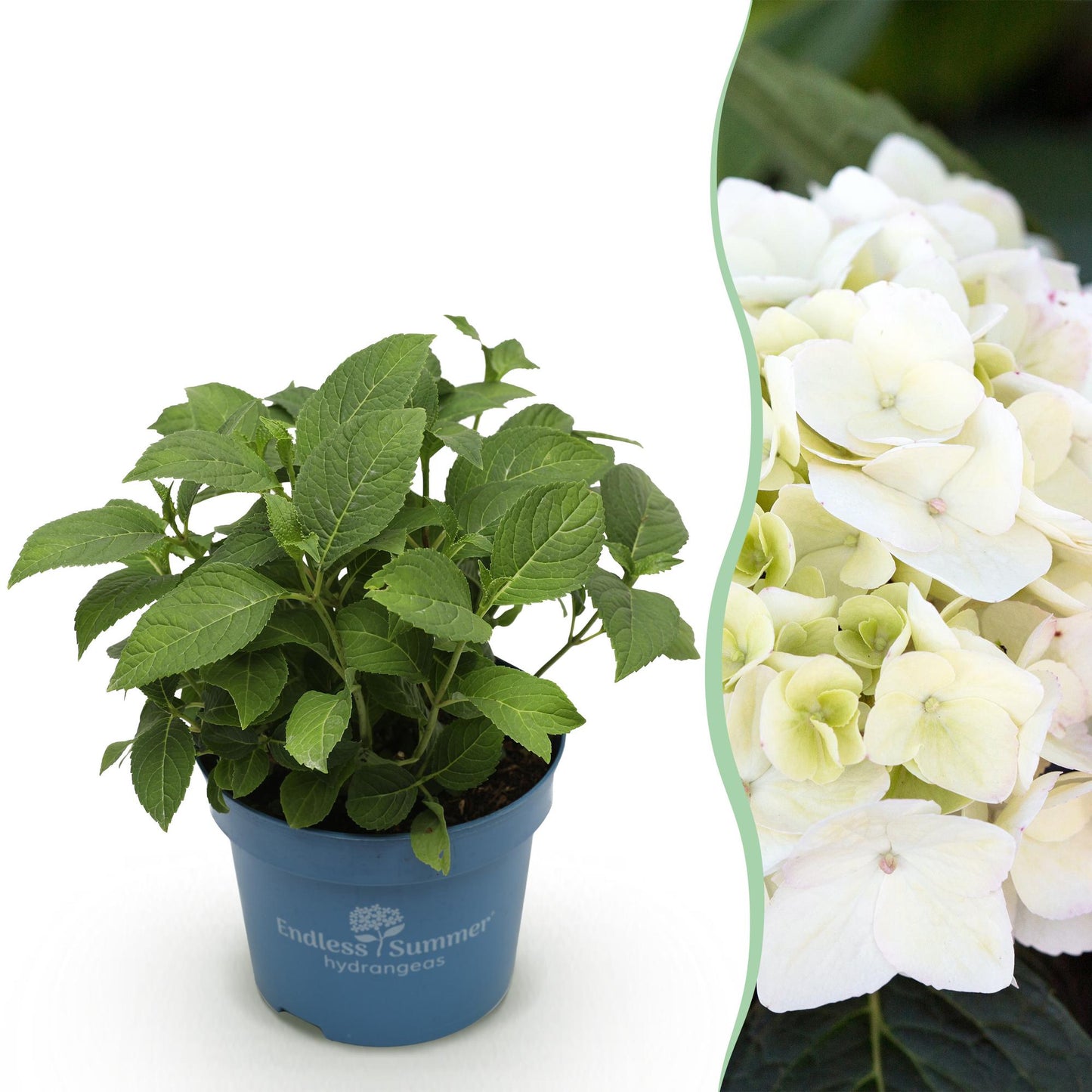 🌸 Hydrangea The Bride | Witte Winterharde Hortensia