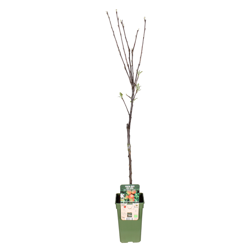 🍎 Malus domestica ‘Elstar’ – Appelboom