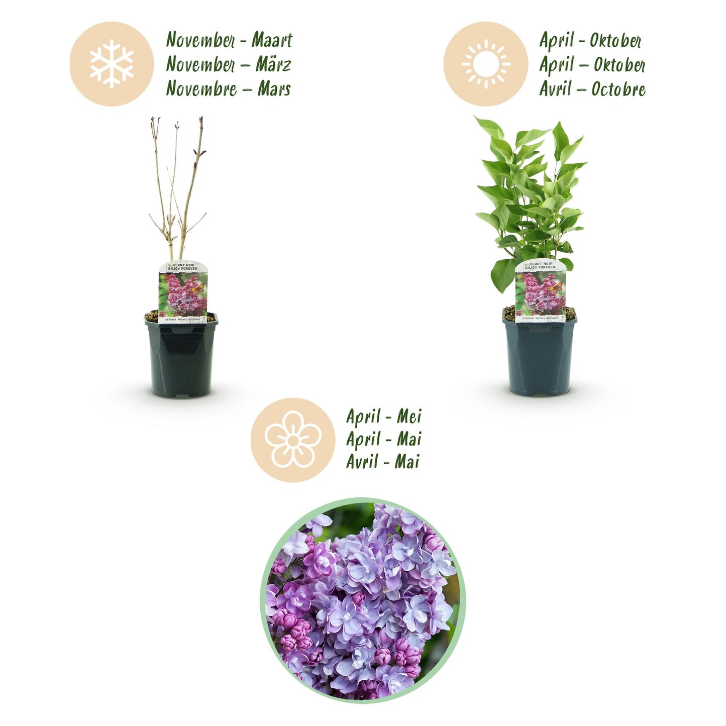 🌸 Syringa vulgaris ‘Michel Buchner’ – Roze Sering