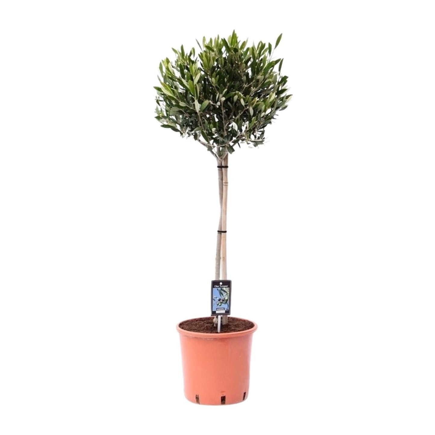 🌳 Olea europaea – Mediterrane Olijfboom