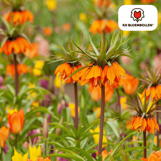 🌸Fritillaria imperialis ‘Garland Star’  Keizerskroon, Vorstelijke Voorjaarsbloem & Insectenwerend ( 5 stuks)