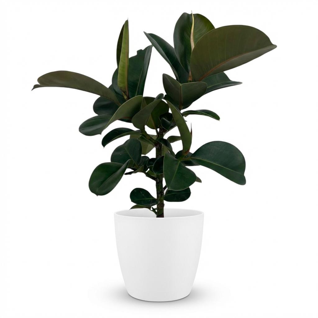 🌿 Ficus Elastica ‘Cloe’ | Rubberplant met Witte Pot