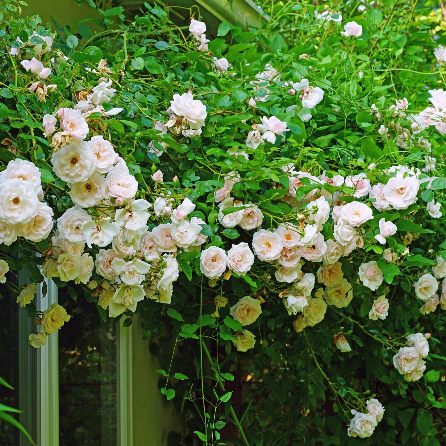 🌹 Rosa ‘New Dawn’ – Klimroos (2 Stuks)