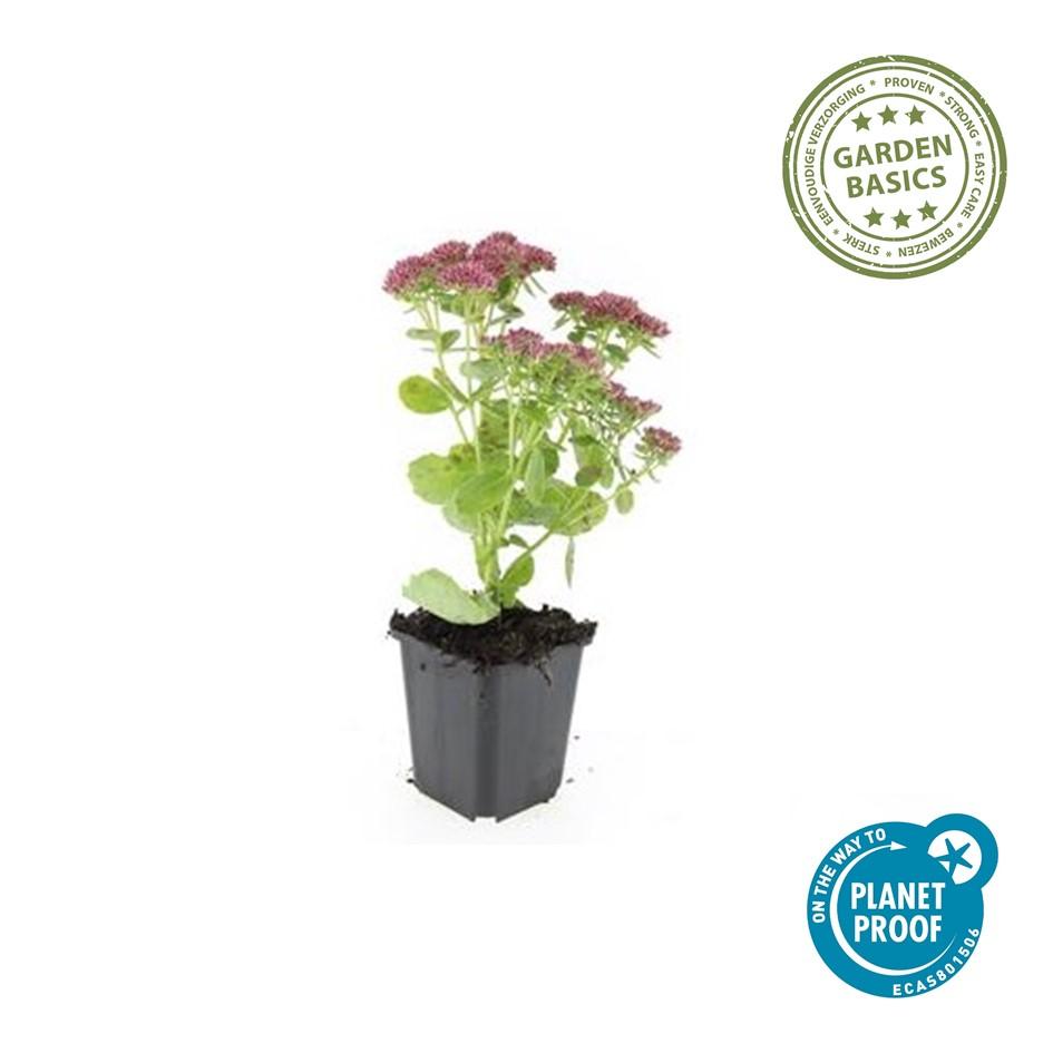 🌿 Sedum ‘Herbstfreude’ – Winterharde Bloeiende Vaste Plant (6 stuks)