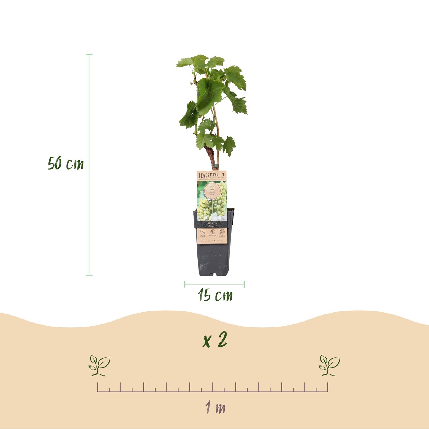 🍇 Vitis vinifera ‘Bianca’ – Witte Druif (2 Stuks)