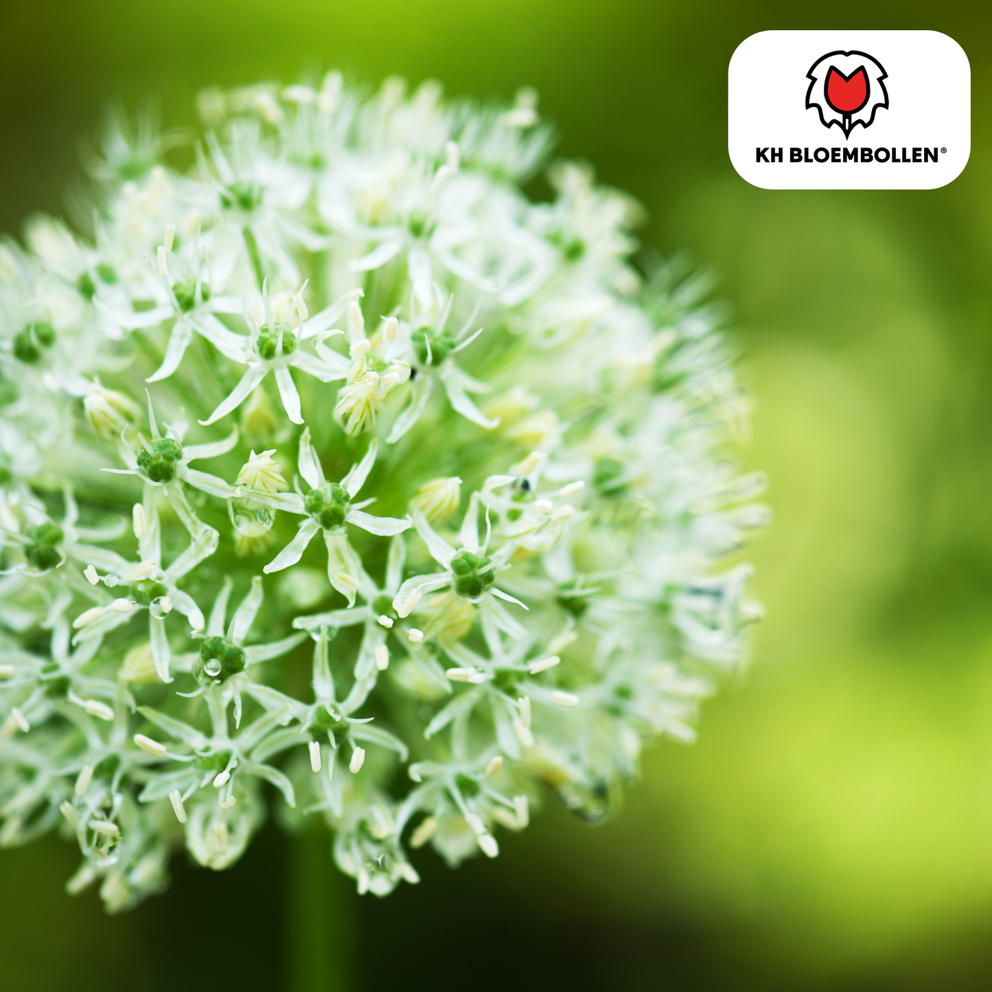 🌼 Allium ‘White Giant’ Majestueuze Witte Sierui & Bijenlokker (5 stuks)