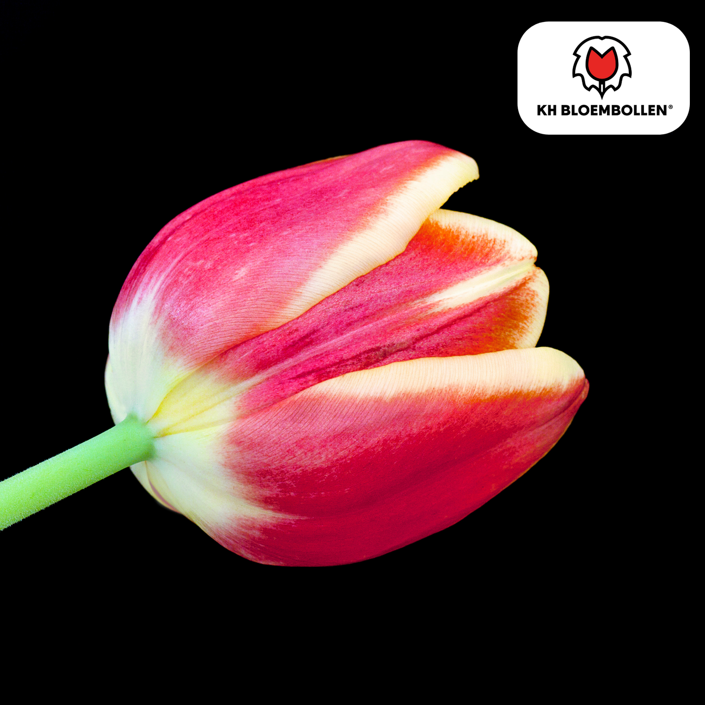 🌷 Tulpenbollen ‘Dow Jones’ – Rood-Geel Gestreepte Tulp (20 Stuks)