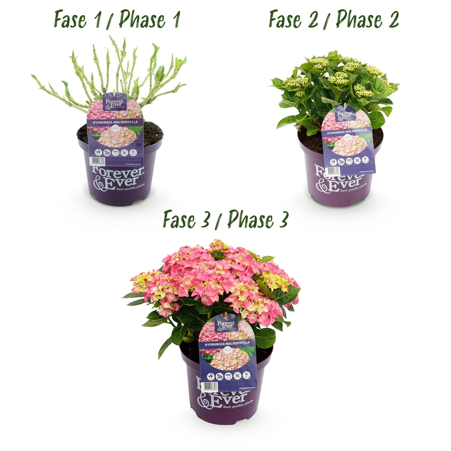 🌸 Hydrangea Forever & Ever Roze – Hortensia | (2 stuks)