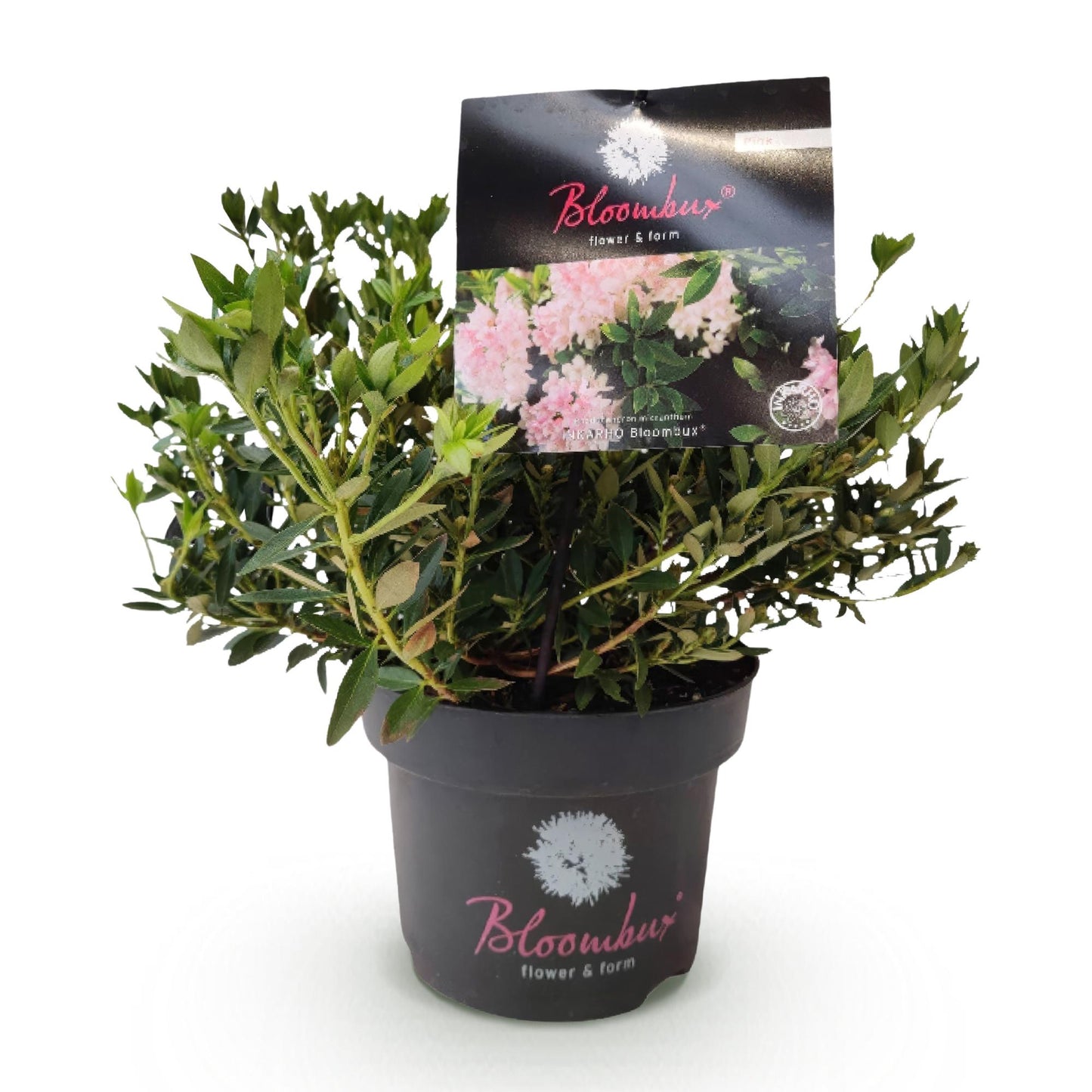🌸 Dwerg Rhododendron ‘Bloombux Light Pink’