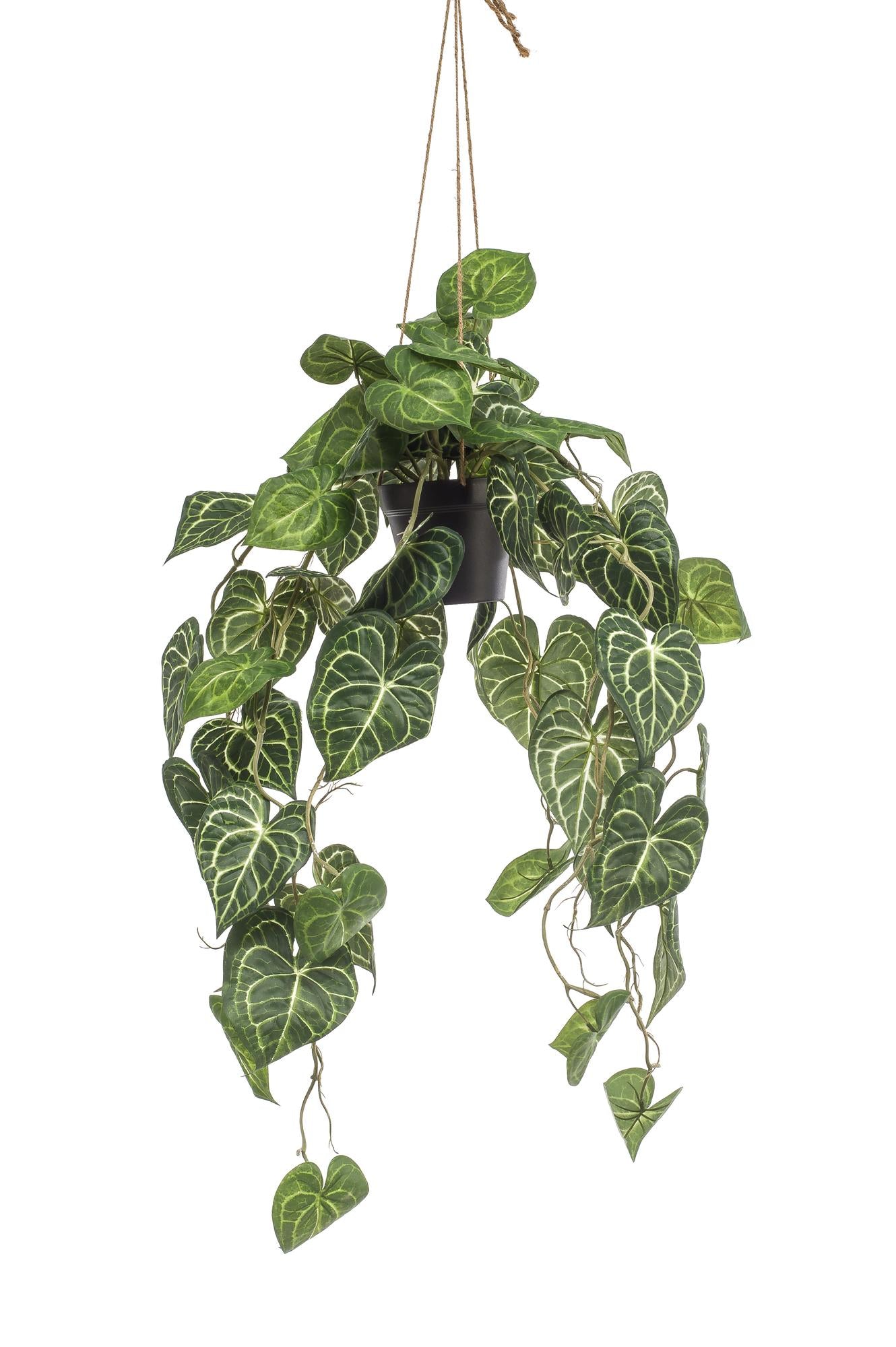 🌿 Anthurium clarinervium – Aderplant | Kunstplant