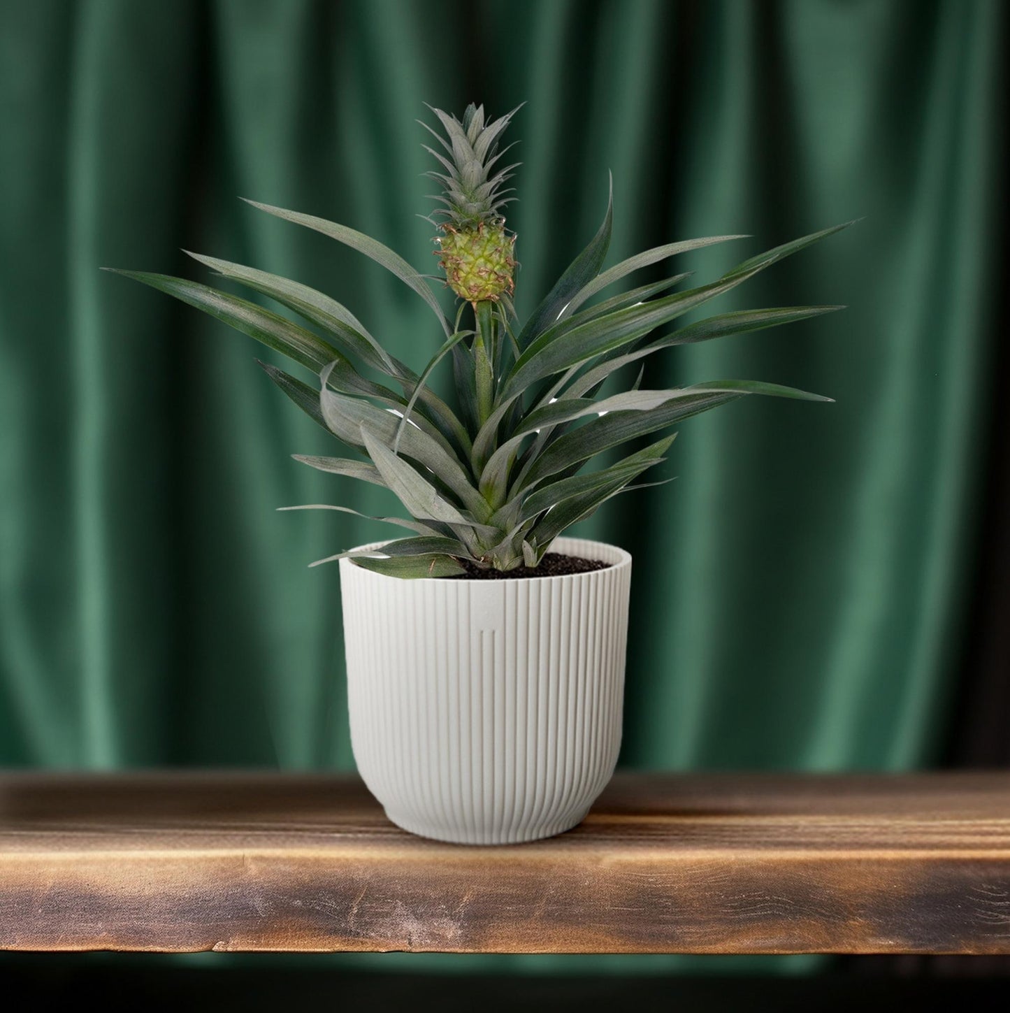 🍍 Bromelia Ananas