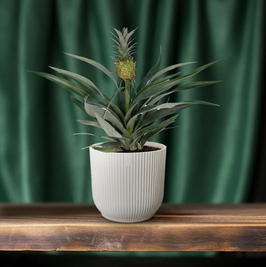 🍍 Bromelia Ananas
