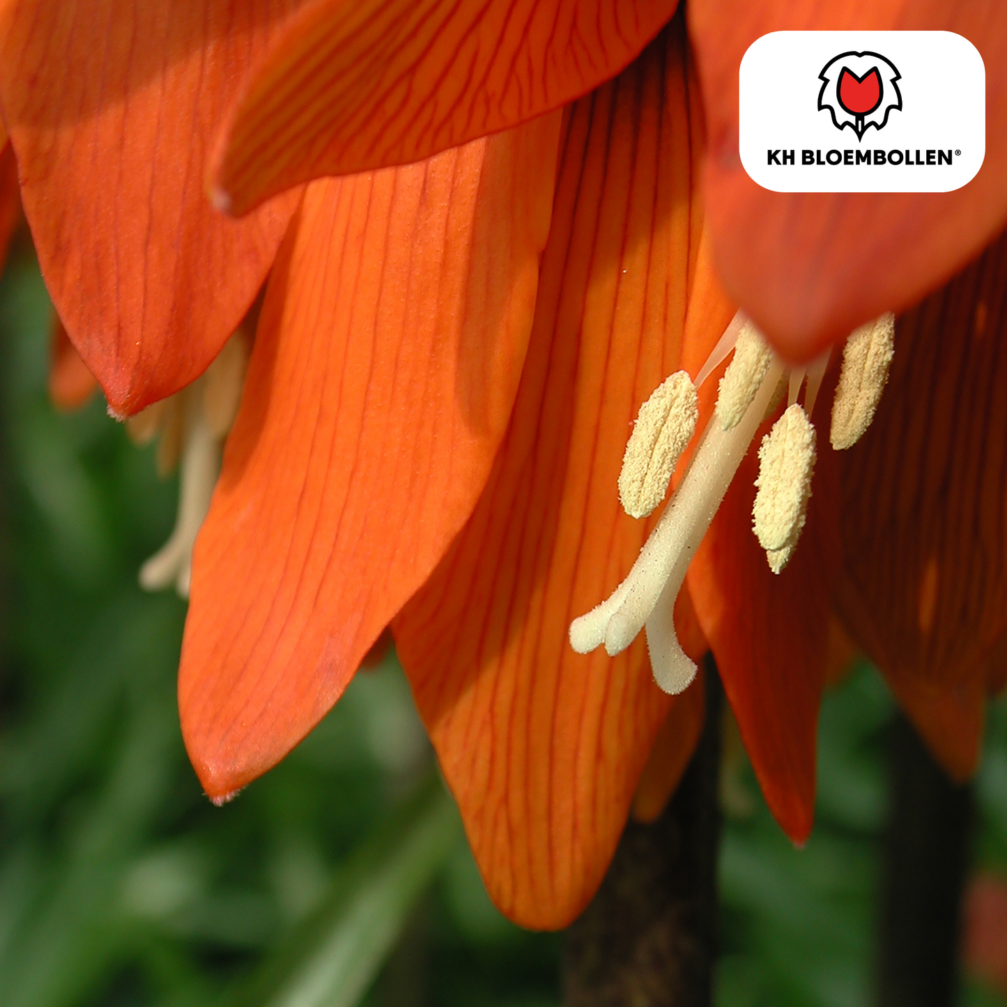 🌼 Fritillaria imperialis ‘Rubra’ Keizerskroon Rood/Oranje & Insectenwerend (5 stuks)