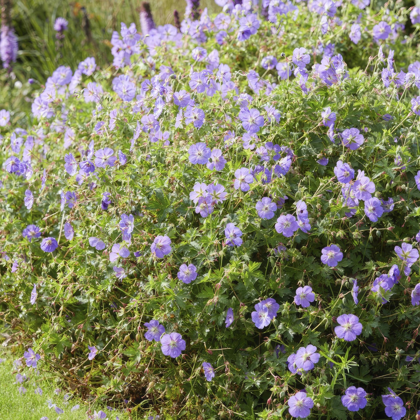 💜 Geranium ‘Rozanne’ – Winterharde Langbloeiende Vaste Plant (6 stuks)