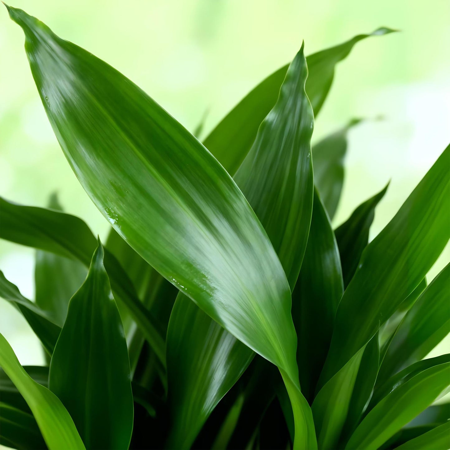 🌿 Dracaena ‘Steudneri’ | Drakenbloedboom Set met Mand (2 Stuks)
