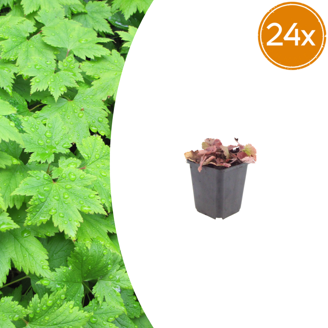 🌿 Tiarella cordifolia – Winterharde Schuimbloem Bodembedekker voor Schaduw (24 stuks)