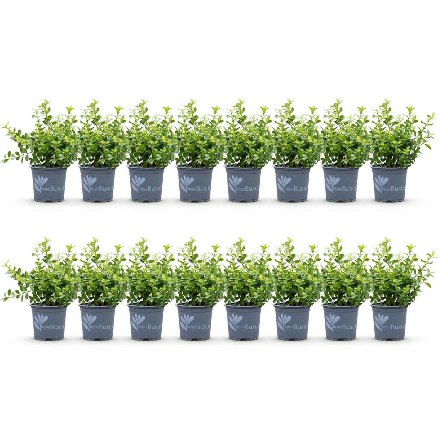 🌿 Buxus 'BetterBuxus Babylon Beauty' – Buxus Haag (16 stuks)
