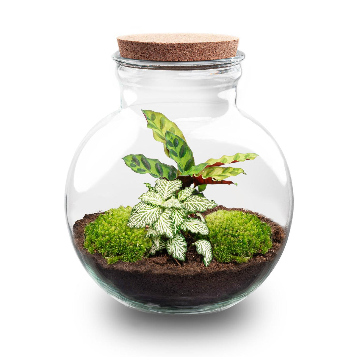 🌿 DIY Plantenterrarium – Teddy
