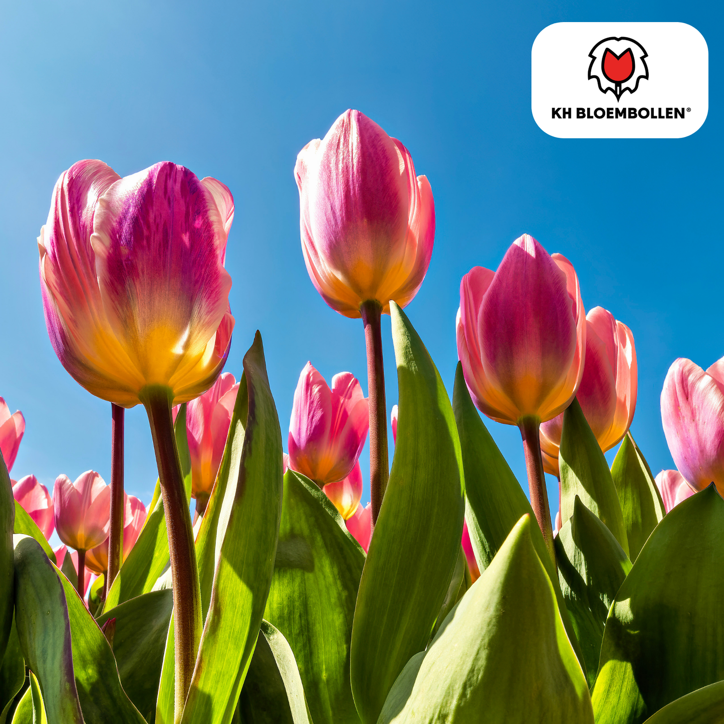 🌷 Tulpenbollen ‘Light and Dreamy’ – Pastel Tulpenmix (20 Stuks)