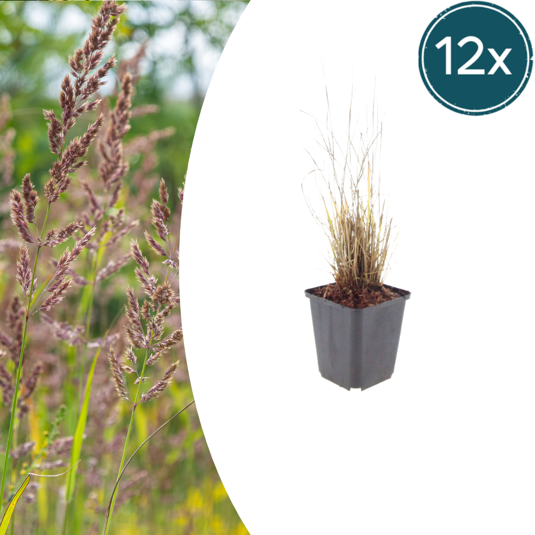 🌾 Calamagrostis brachytricha | Bloeiend Siergras (12 Stuks)