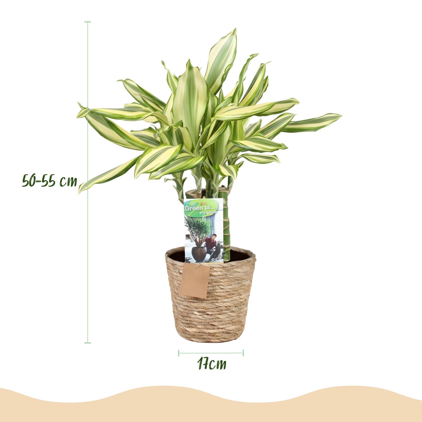 🌿 Dracaena Diamond Dream | Makkelijke Kamerplant met Mand
