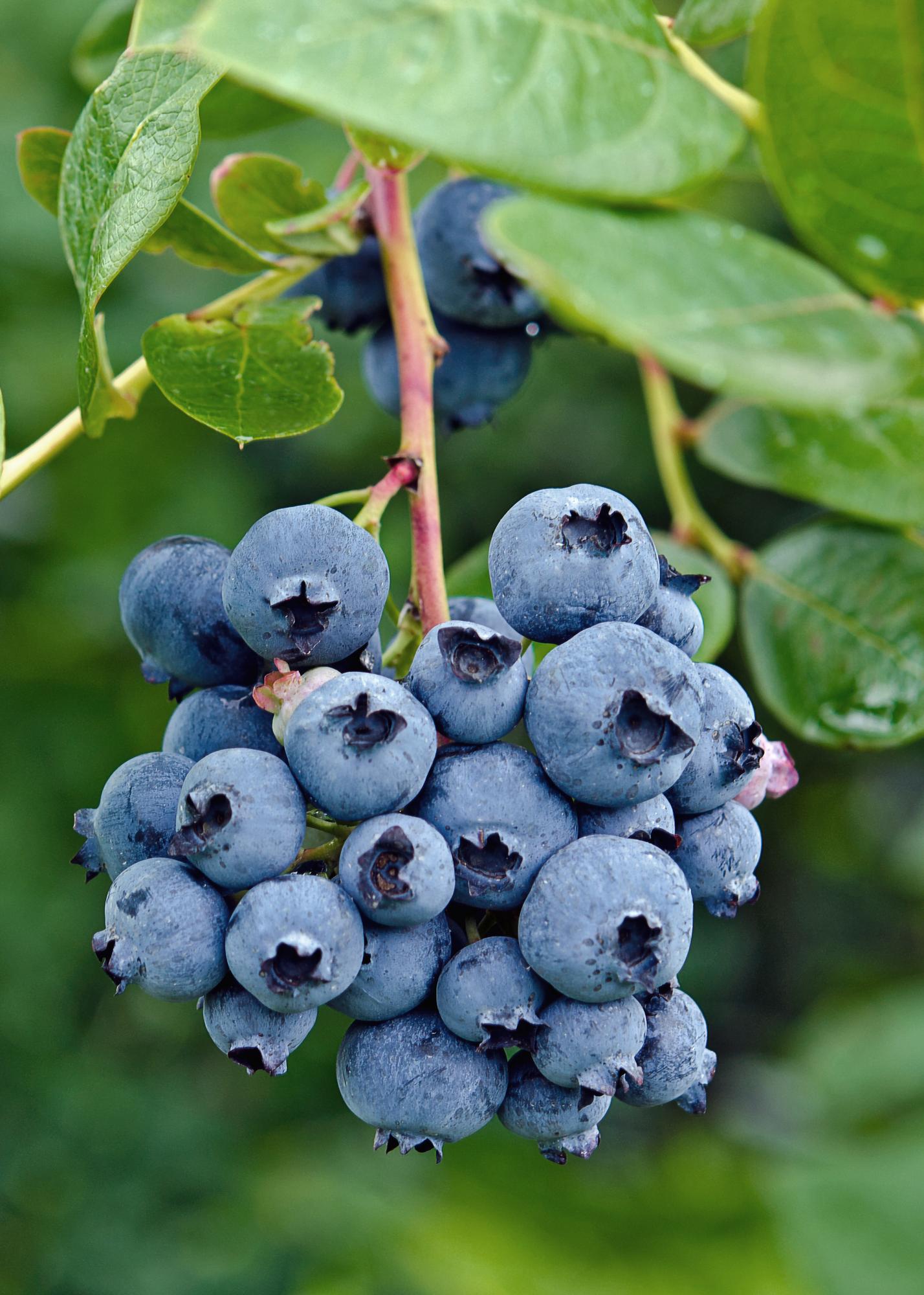 🫐 Vaccinium corymbosum ‘Reka’ – Blauwe Bes