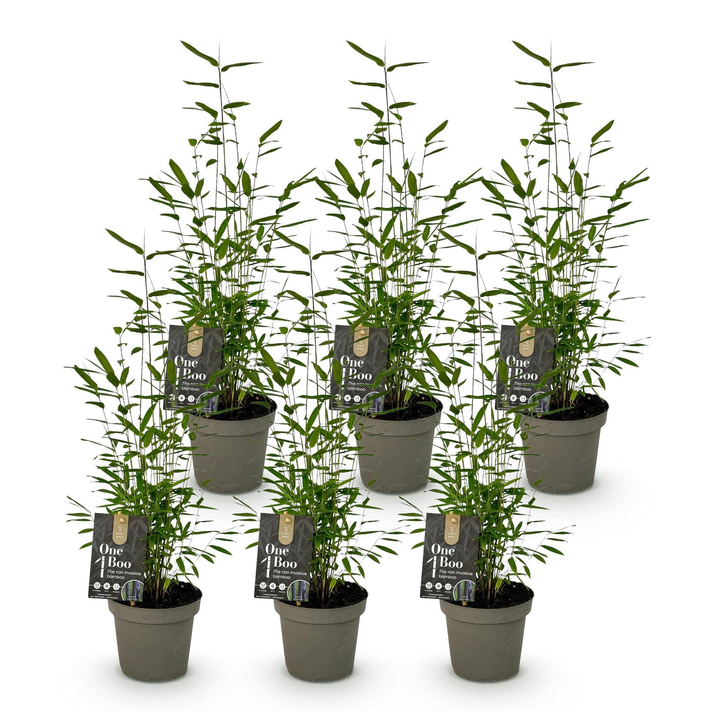 🌿 Bamboe ‘Fargesia Black Dragon’ – Niet Woekerende Bamboe