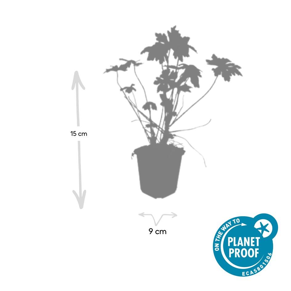 🌸 Geranium macrorrhizum – Ooievaarsbek (6 Stuks)