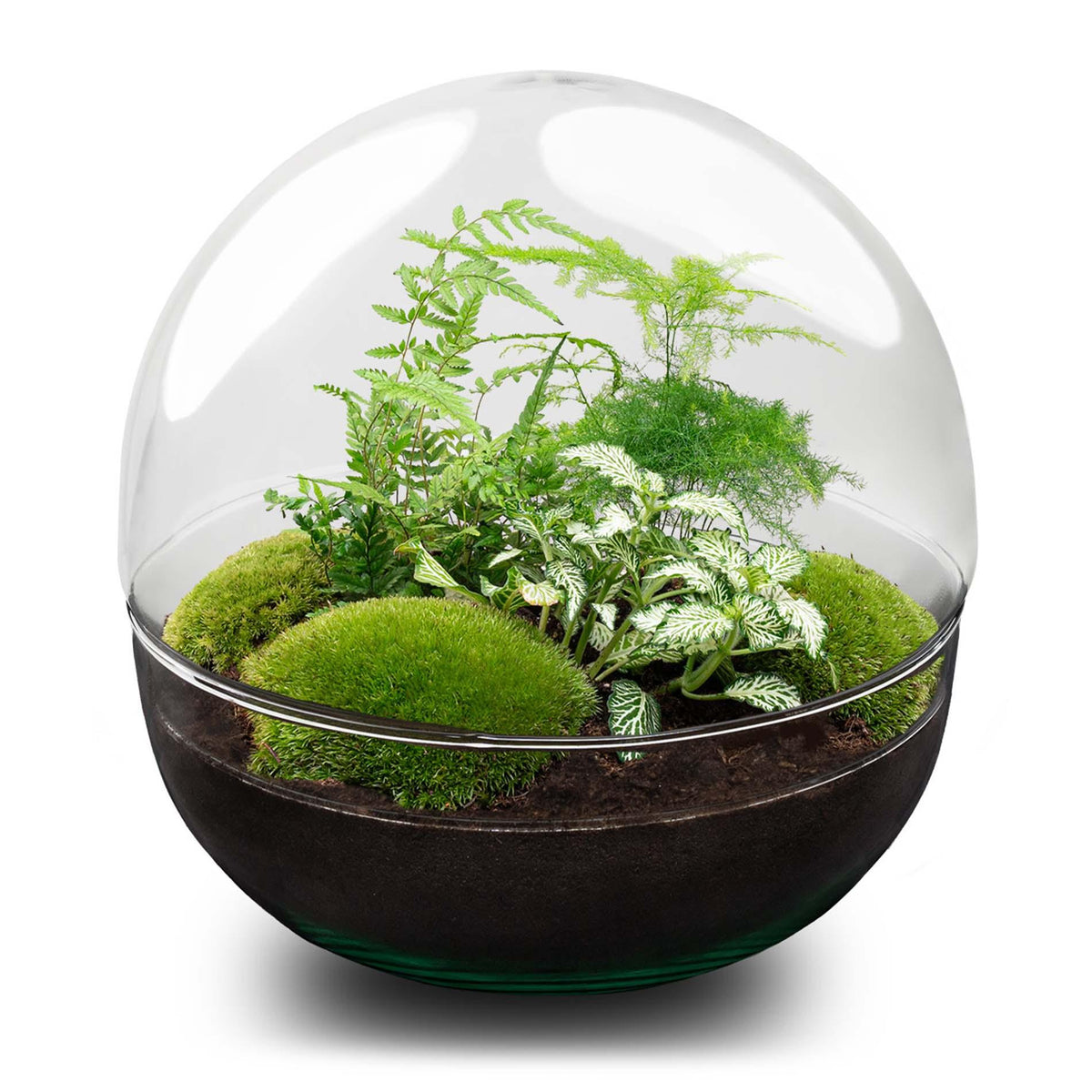 🌿 DIY Plantenterrarium Bolglas – Dome XL